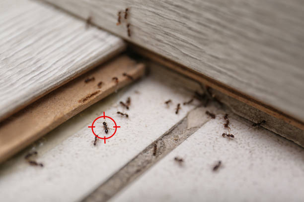Flea Control Services in Moreno Valley, CA