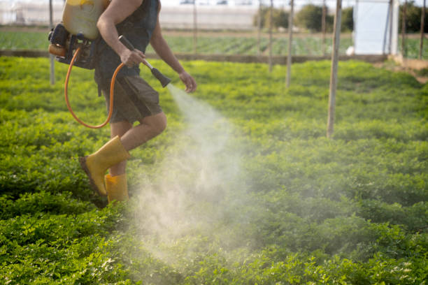 Best Wasp Removal Services  in Moreno Valley, CA