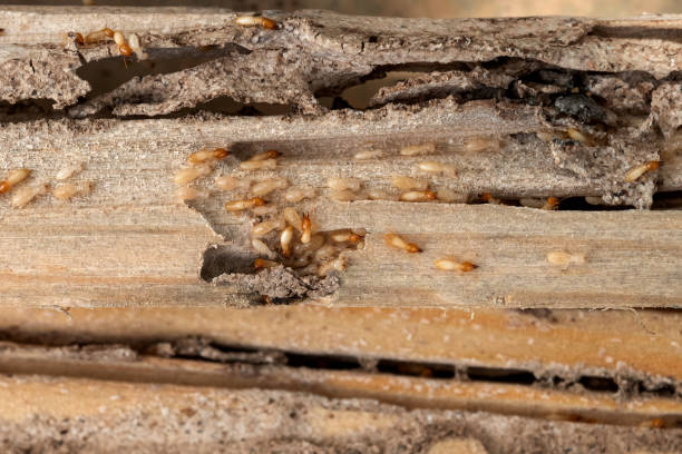 Best Cockroach Control Services  in Moreno Valley, CA