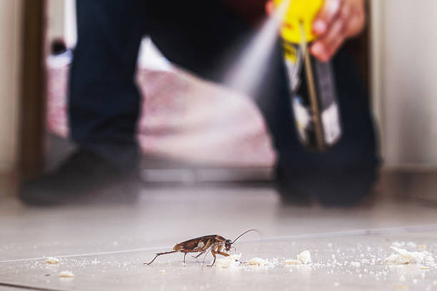 Best Affordable Pest Control Services  in Moreno Valley, CA